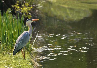 bird-8430341_1280 Spaziergang im Park
